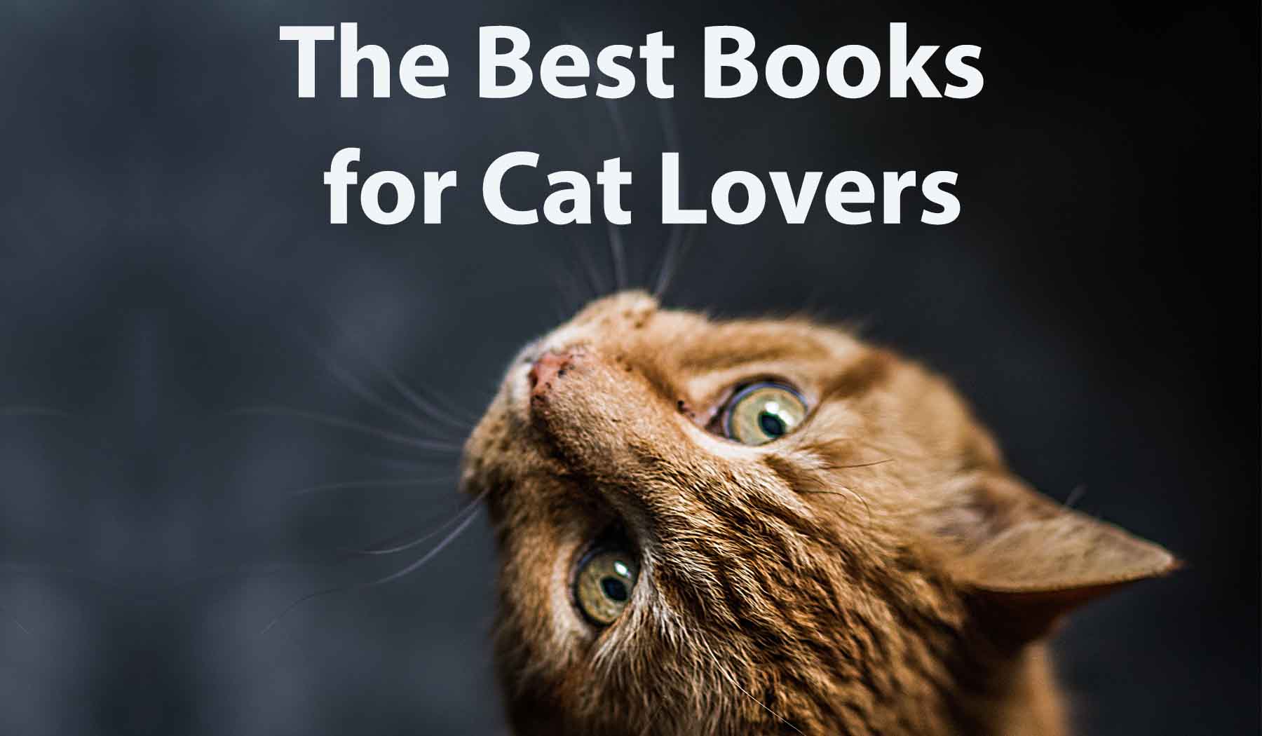The Best Books for Cat Lovers Find Your Perfect Read